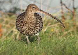 The Curlew pictured above is a winter visitor to our wetlands. In the past we also had  resident Curlews breeding throughout Ireland but their numbers have been in significant decline in recent years. In 2012 only one breeding pair was recorded in Co Monaghan.