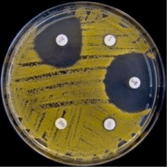 disk diffusion test.png